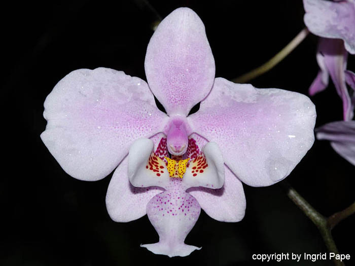 Phalaenopsis_schilleriana