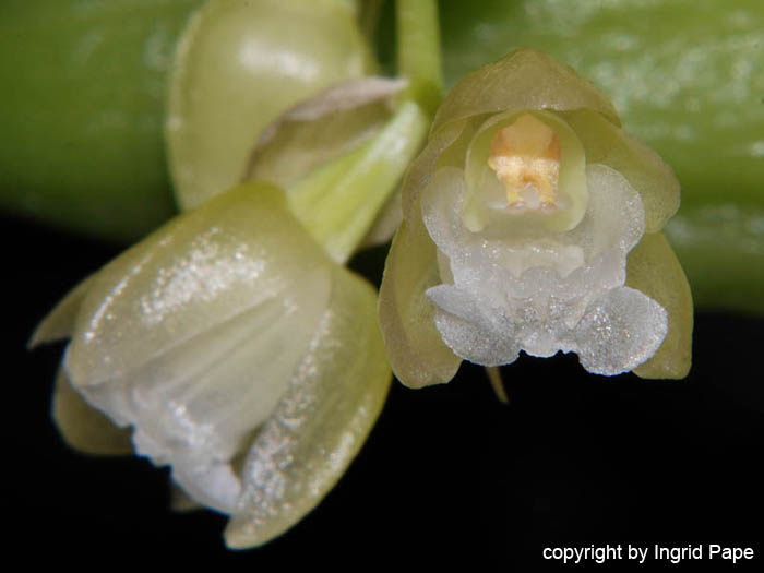 Pholidota