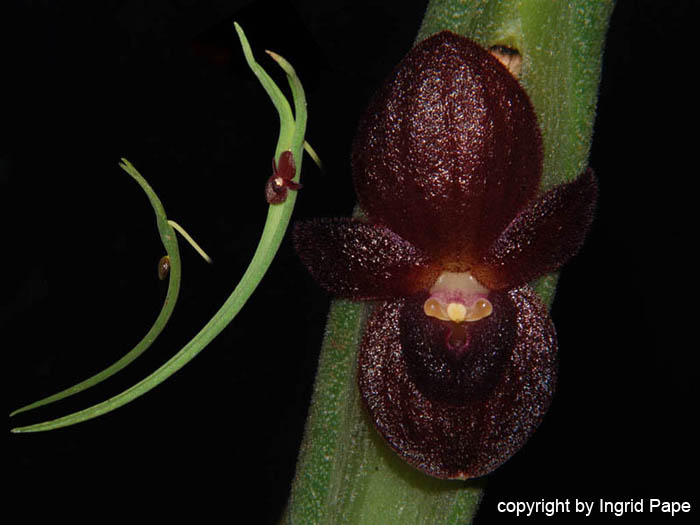 Pleurothallis_dilemma