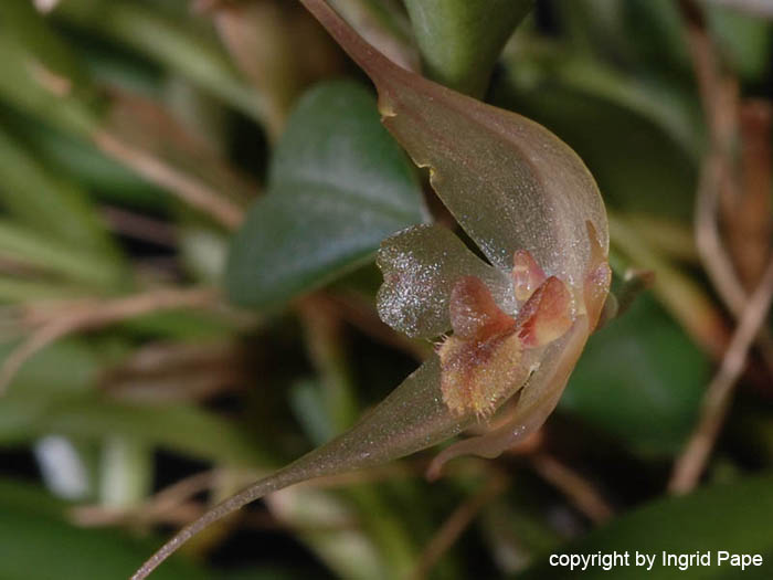 Pleurothallis_masdevalliopsis