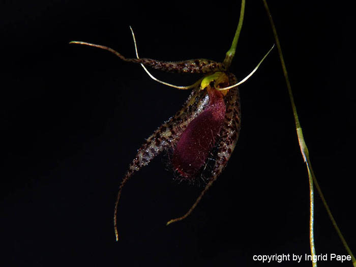 Specklinia_megalops