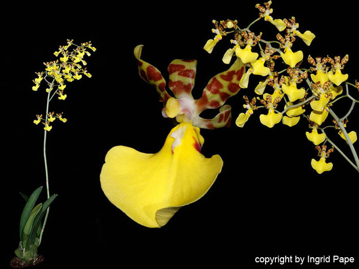 Trichocentrum_splendidum