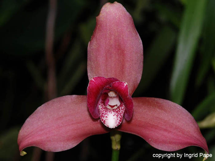 macrophyllaxscinneri