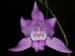 Laelia_furfuracea