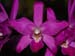 Laelia_gouldiana_'John'