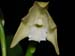 Laelia_virens