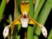 Maxillaria_picta