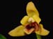 Maxillaria_variabilis