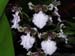 Odontoglossum_Hybride
