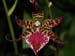 Odontoglossum_Hybride_bict_x_cord