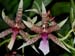 Oncidium_hastilabium