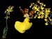 Oncidium_splendidum