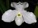 Paphiopedilum_Albion