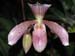 Paphiopedilum_Olivia
