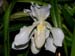 Paphiopedilum_Phips