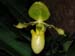 Paphiopedilum_primulinum