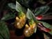 Paphiopedilum_venustum