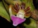 Pelatantheria_insectifera