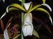 Phaius_tankervilleae