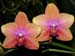 Phalaenopsis_Magical