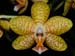 Phalaenopsis_Ravel_x_Favorite