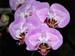Phalaenopsis_Sexy_Pink