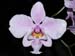 Phalaenopsis_schilleriana