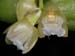 Pholidota