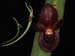Pleurothallis_dilemma