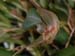 Pleurothallis_masdevalliopsis