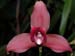 macrophyllaxscinneri