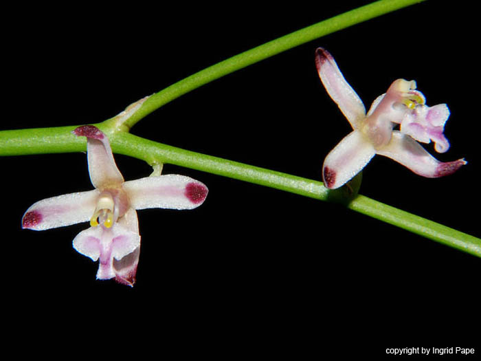 Acriopsis_javanica2