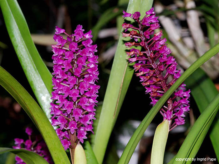 Arpophyllum_spicatum