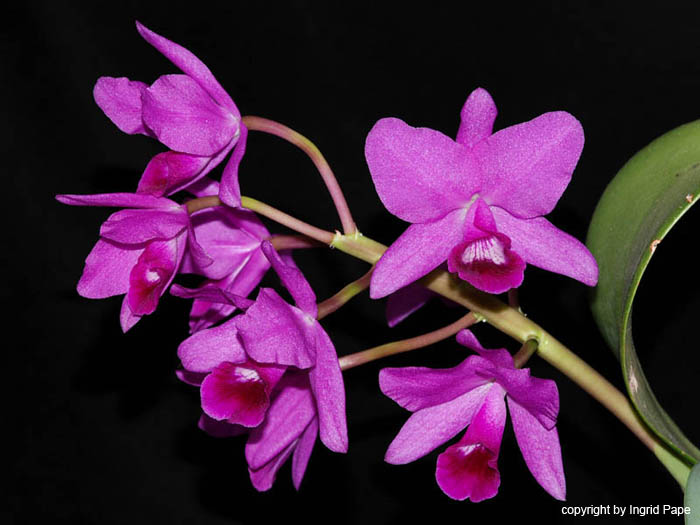 Callleya_bowringiana