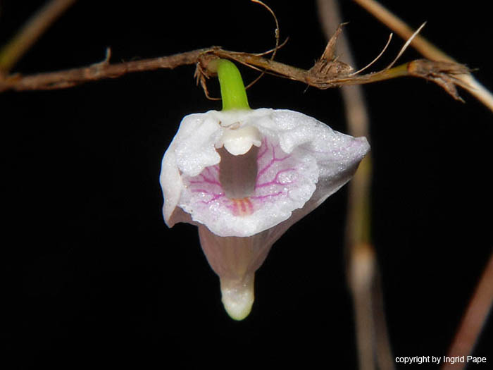 Dendrobium_aff_tenellum2