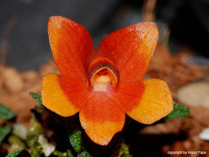 Dendrobium_cuthbertsonii