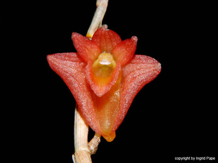 Dendrobium_faciferum