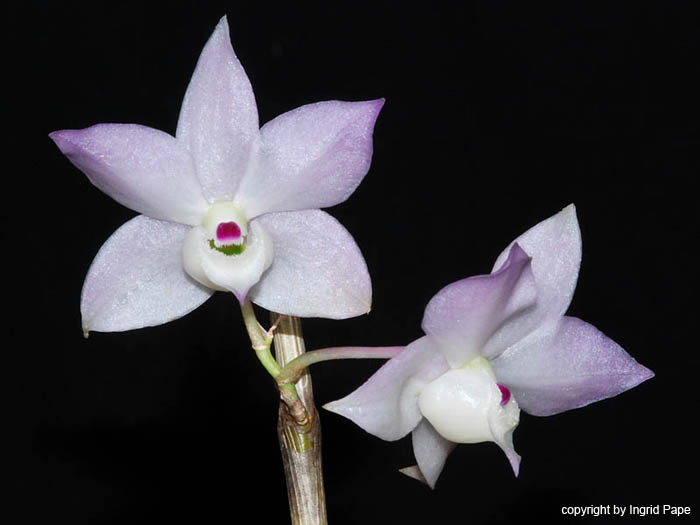 Dendrobium_hercoglossum