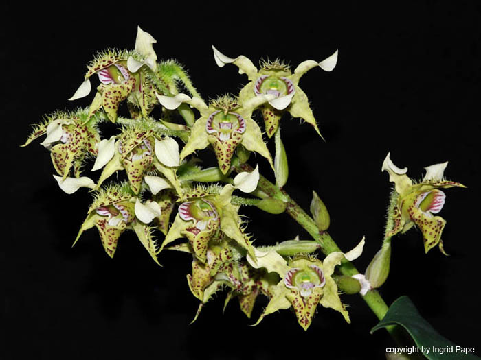 Dendrobium_polysema
