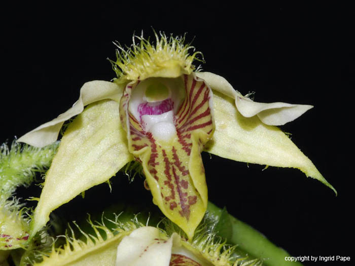 Dendrobium_setigerum