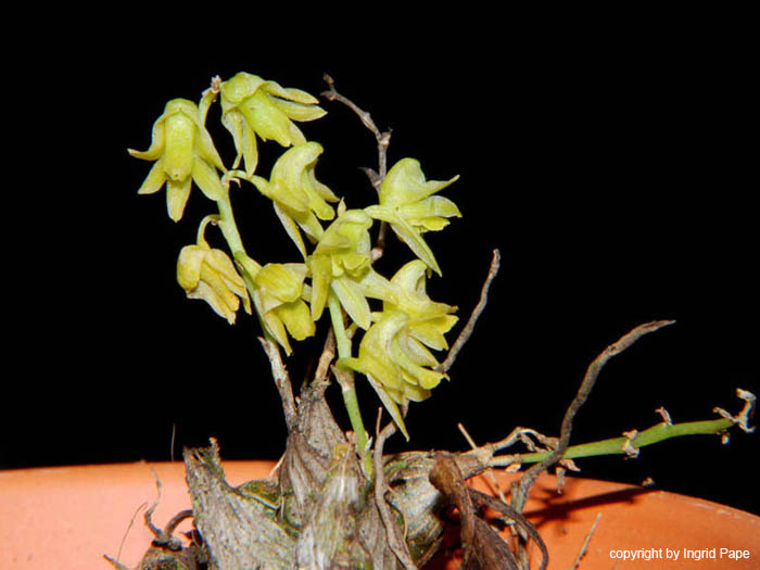 Dendrobium_spec