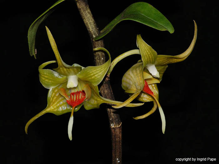 Dendrobium_tobaense