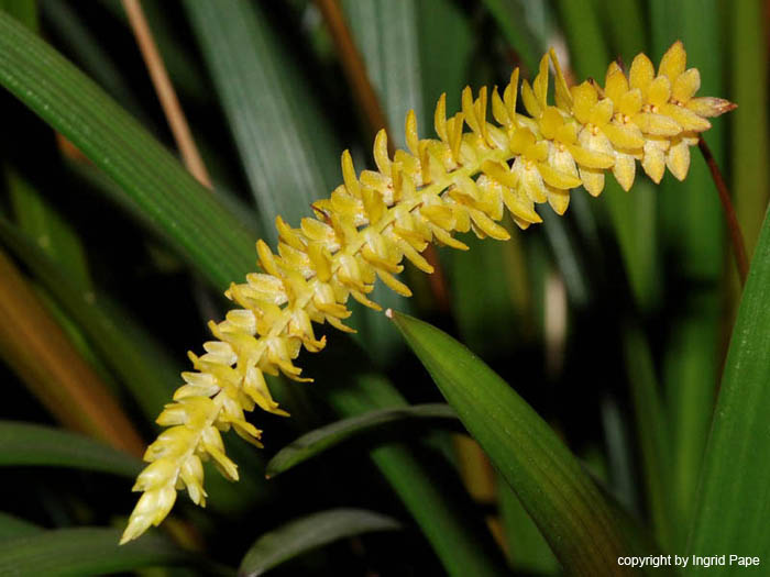 Dendrochilum_arachnites