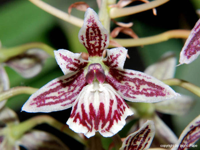 Epidendrum_marmoratum