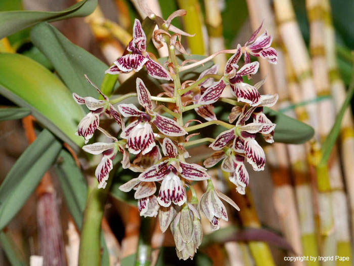 Epidendrum_marmoratum2