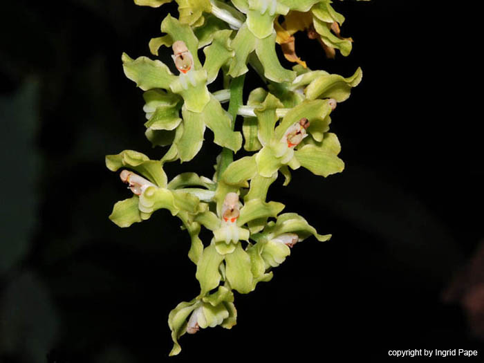 Gomesa_recurva_Brasilien