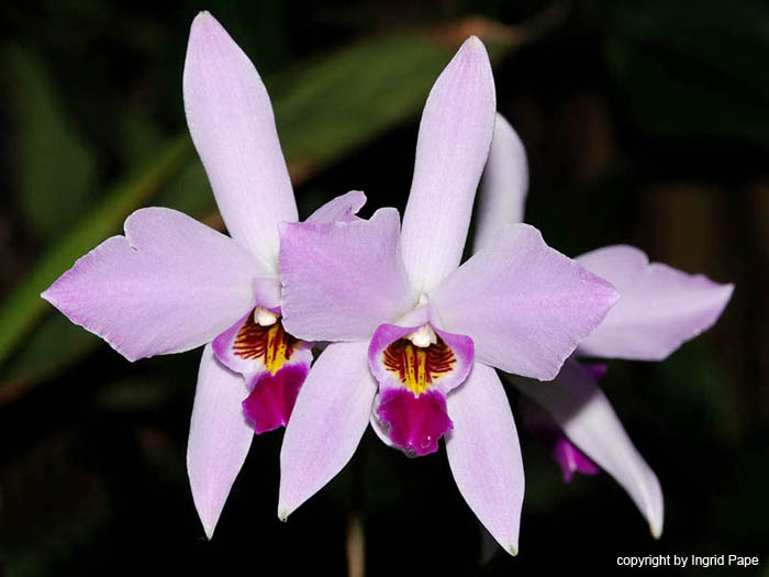 Laelia_sierrae_Honduras