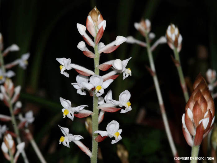 Ludisia_discolor