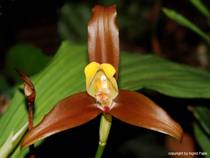 Lycaste_lasioglossa
