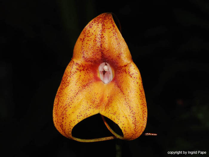 Masdevallia_Hybride